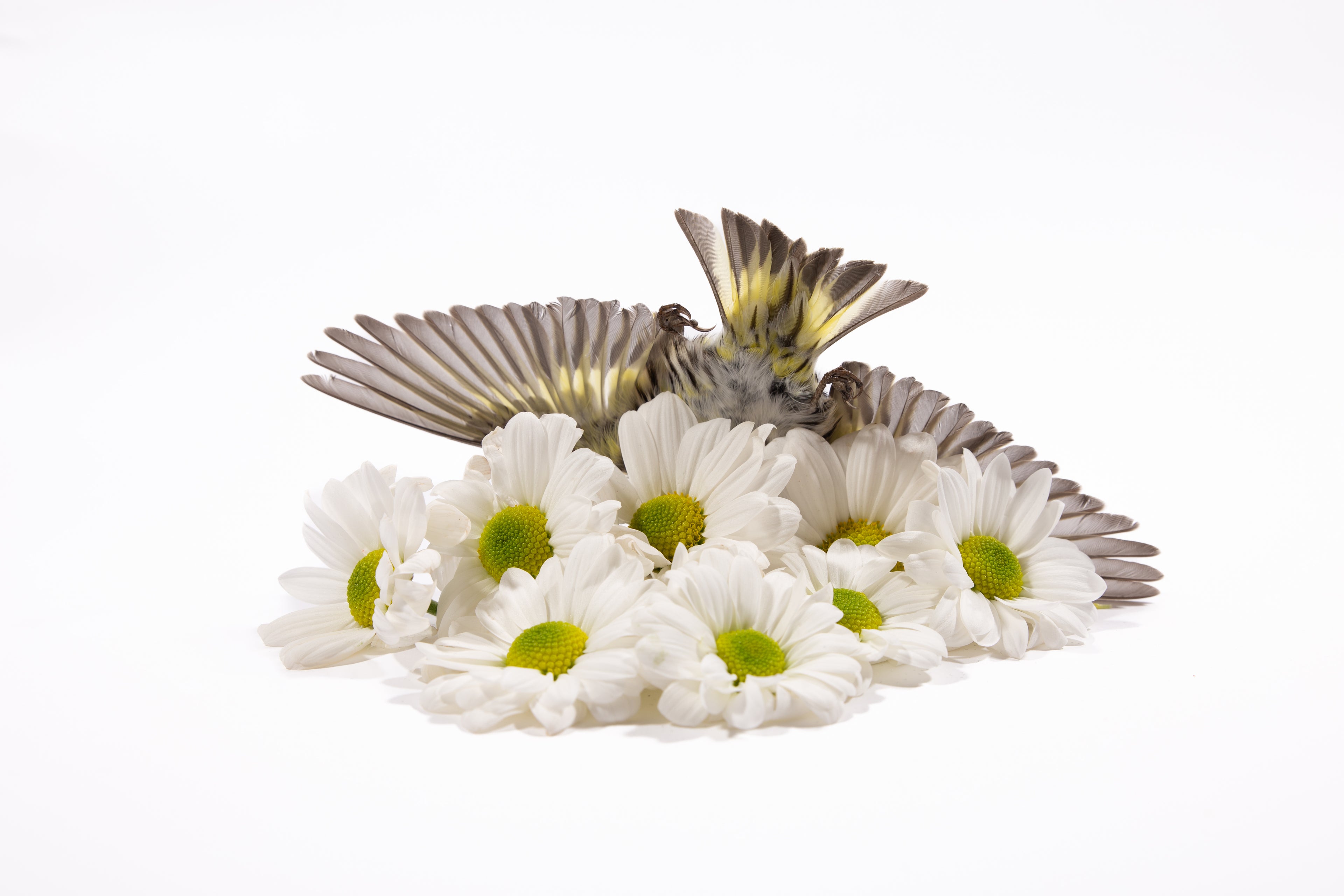 Anya, Dive For Daisies