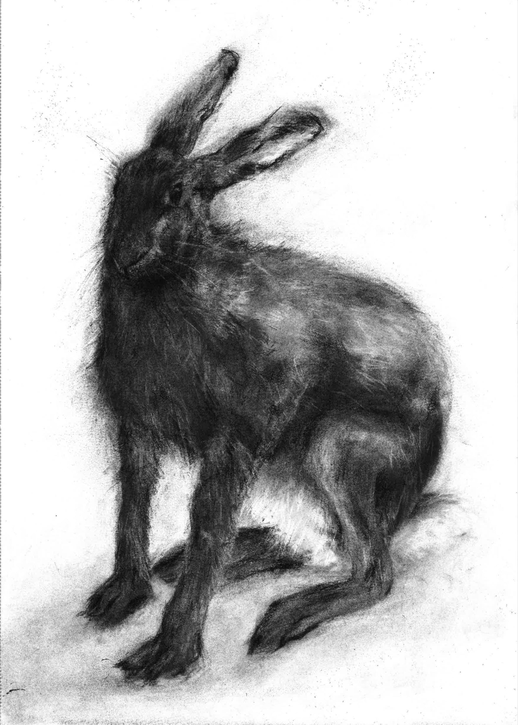 Hare [Study]