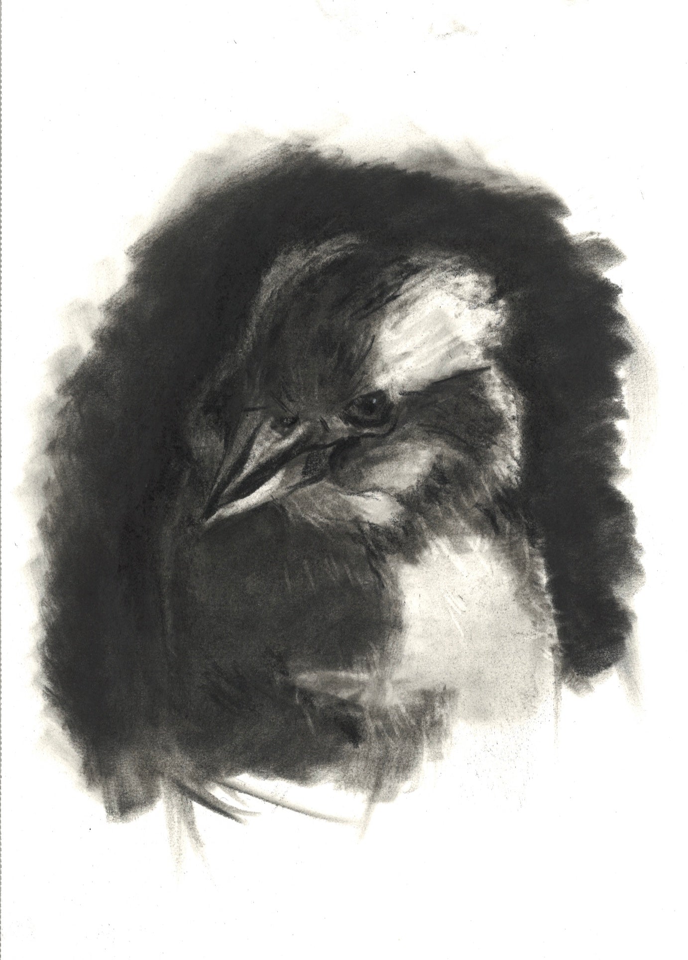 Kookaburra [Study]