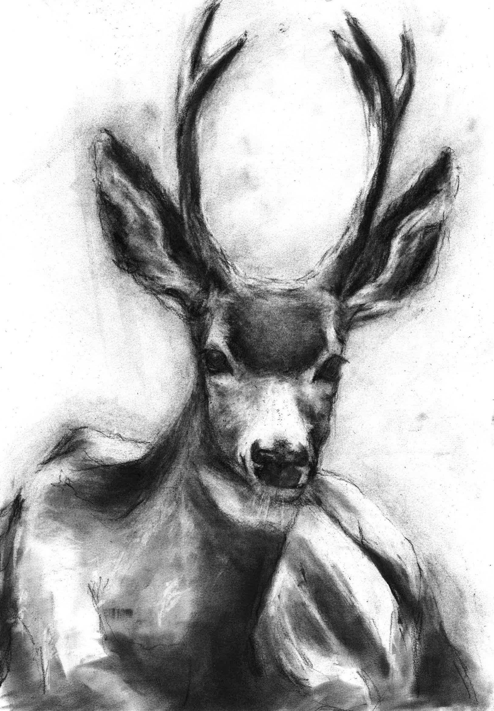 Stag [Study]