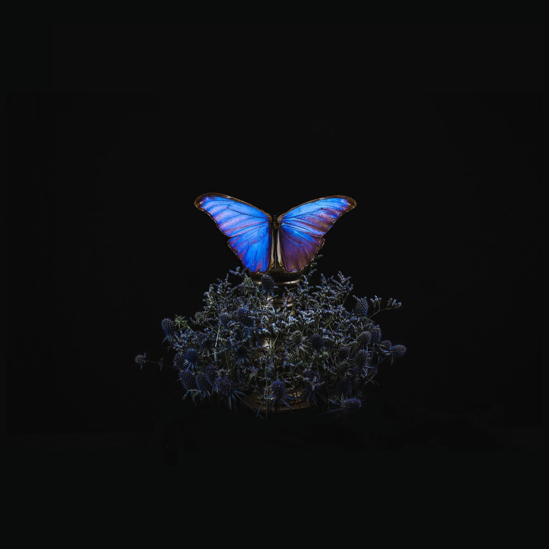 Still Life II - a butterfly ponders its prickly disposition