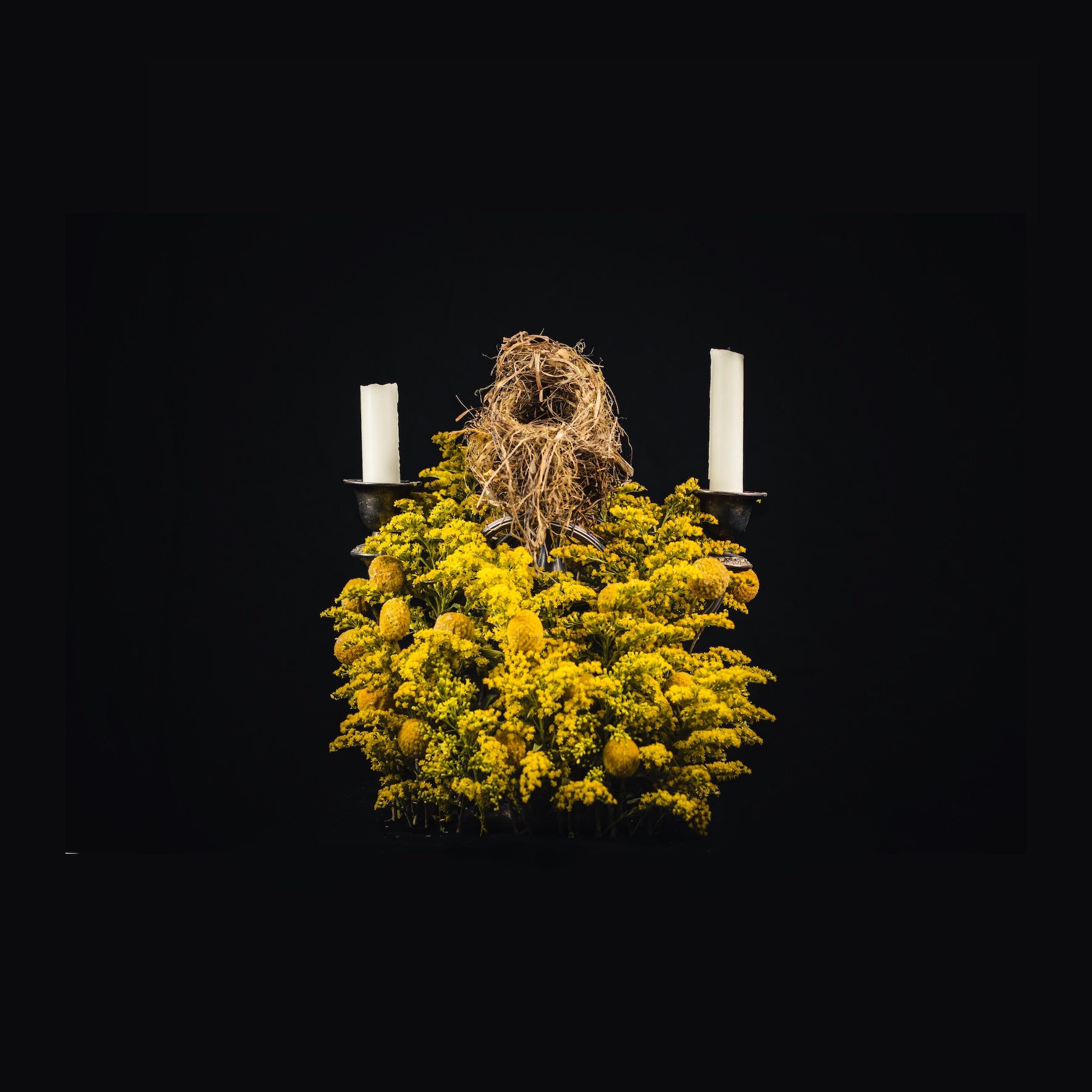 Still Life III - a superb fairy-wren nests between two unlit candles