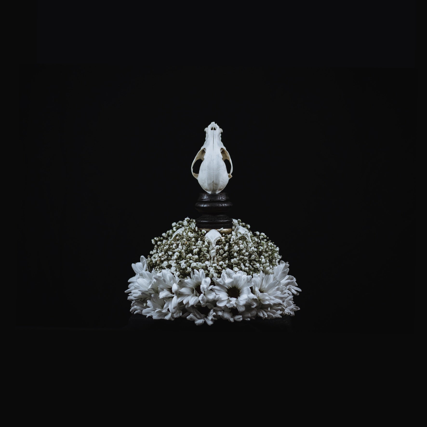 Still Life IV - a small dog washes in on sea foam