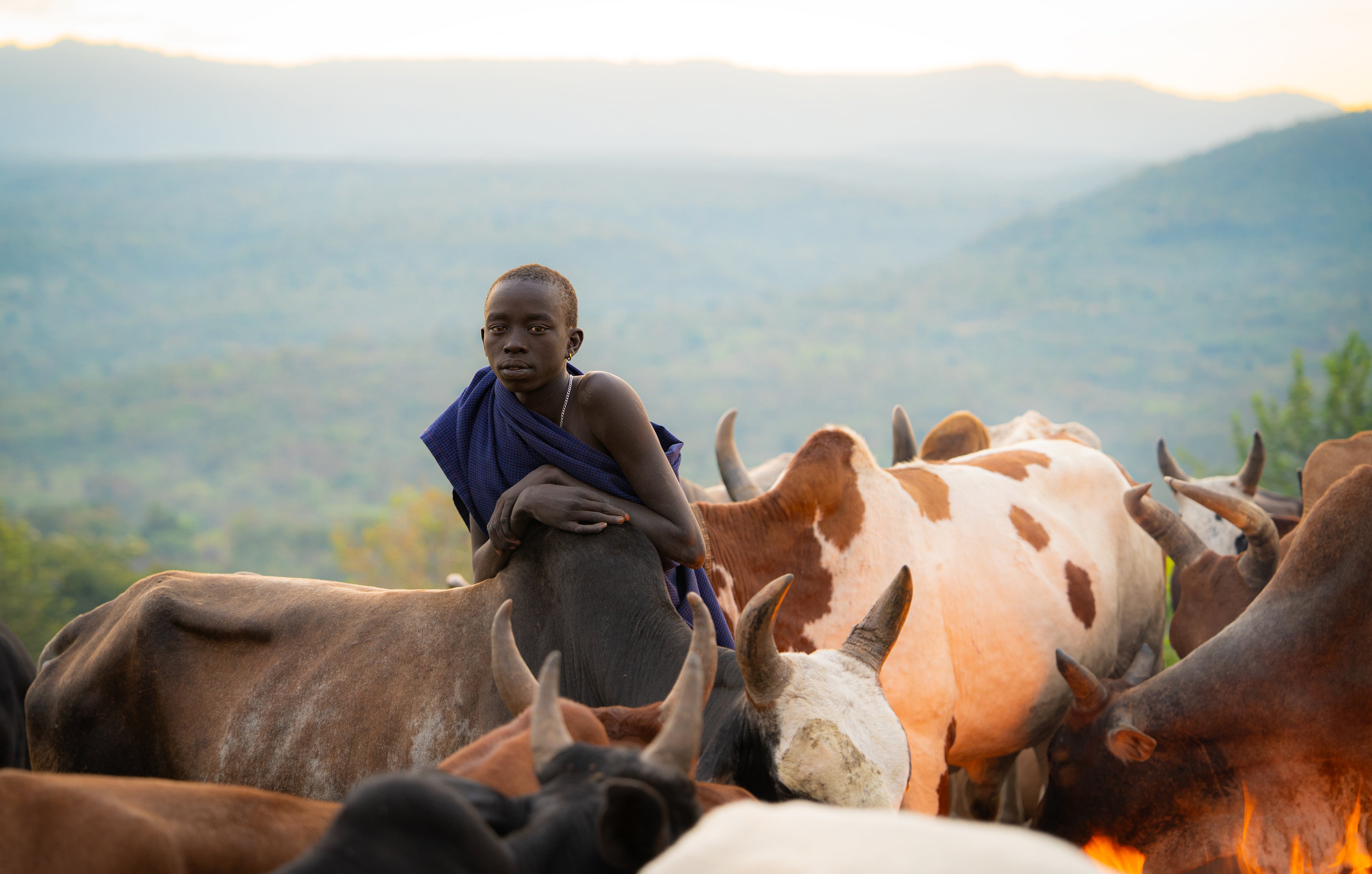 Morning Light, Cattle Camp II