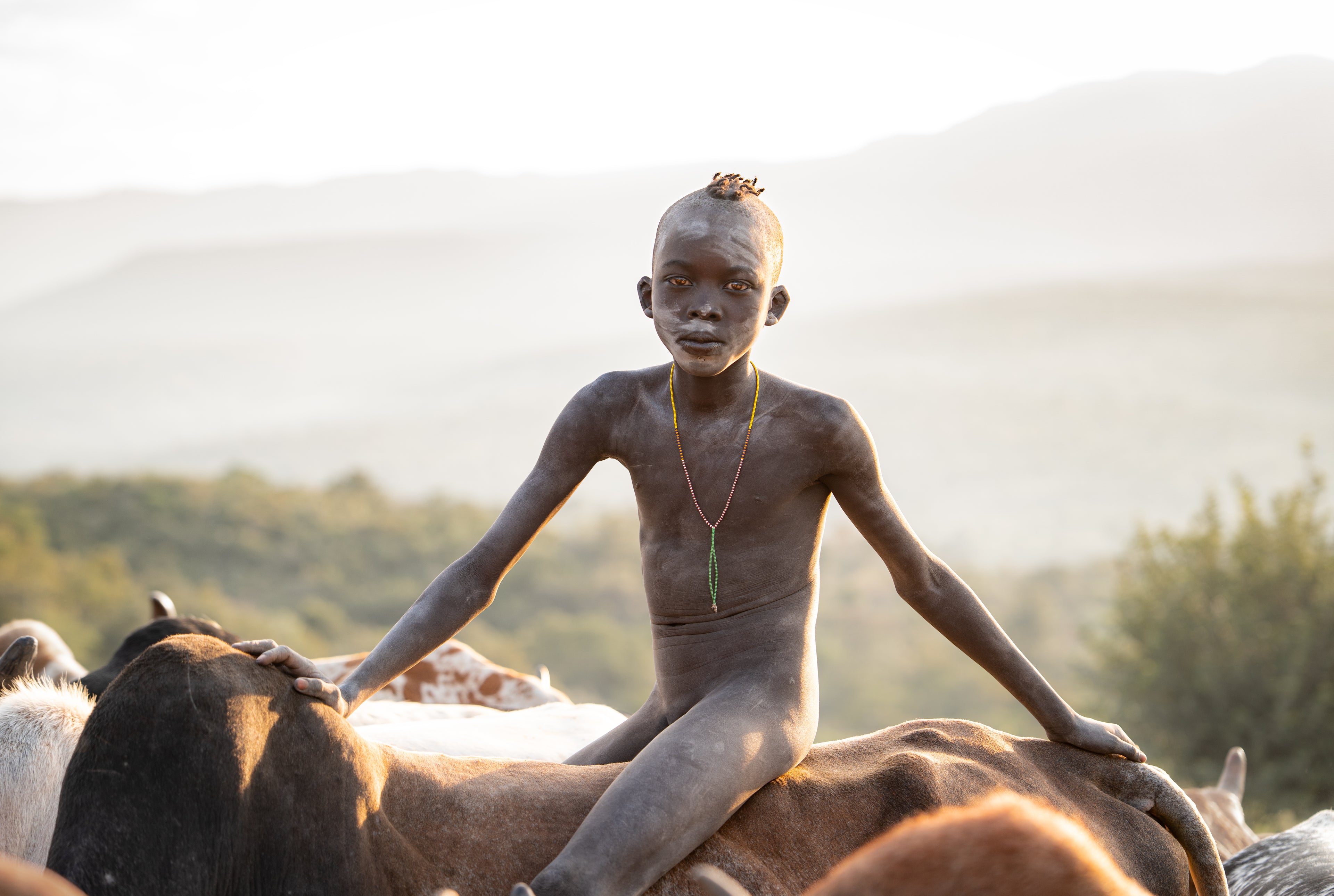Morning Light, Cattle Camp I