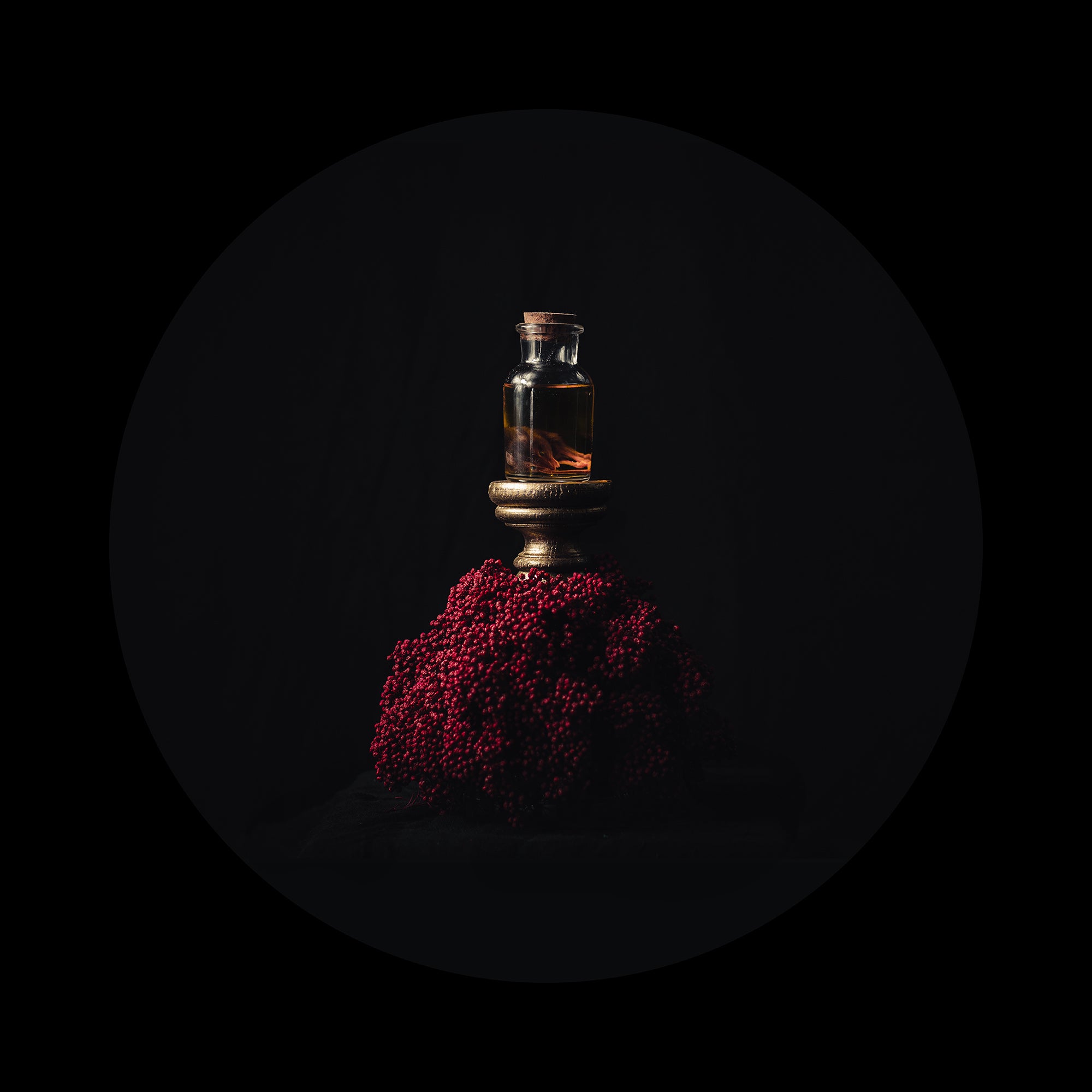 Still Life I - a baby mouse slumbers waiting for mother