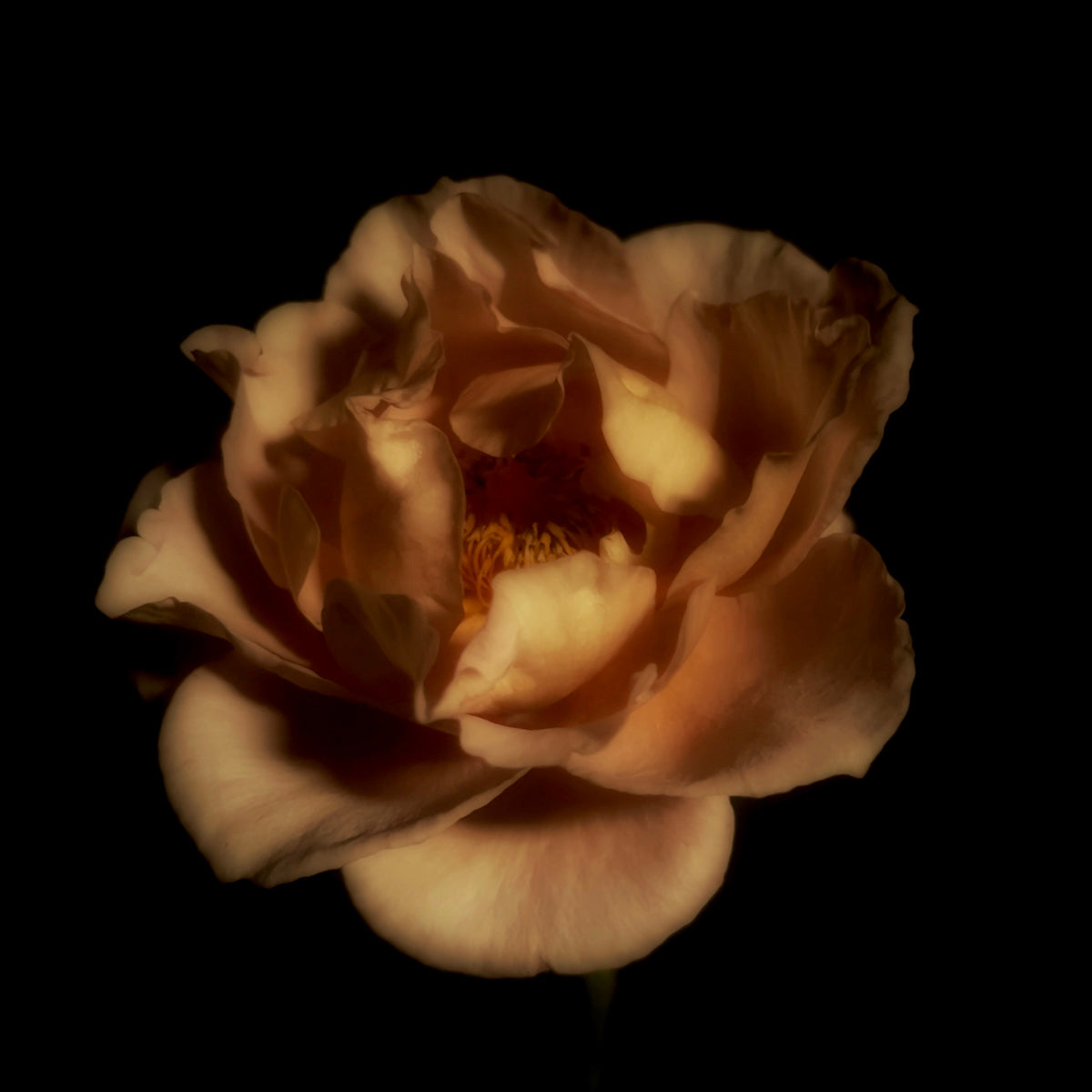 Study 1 of Julia's Rose
