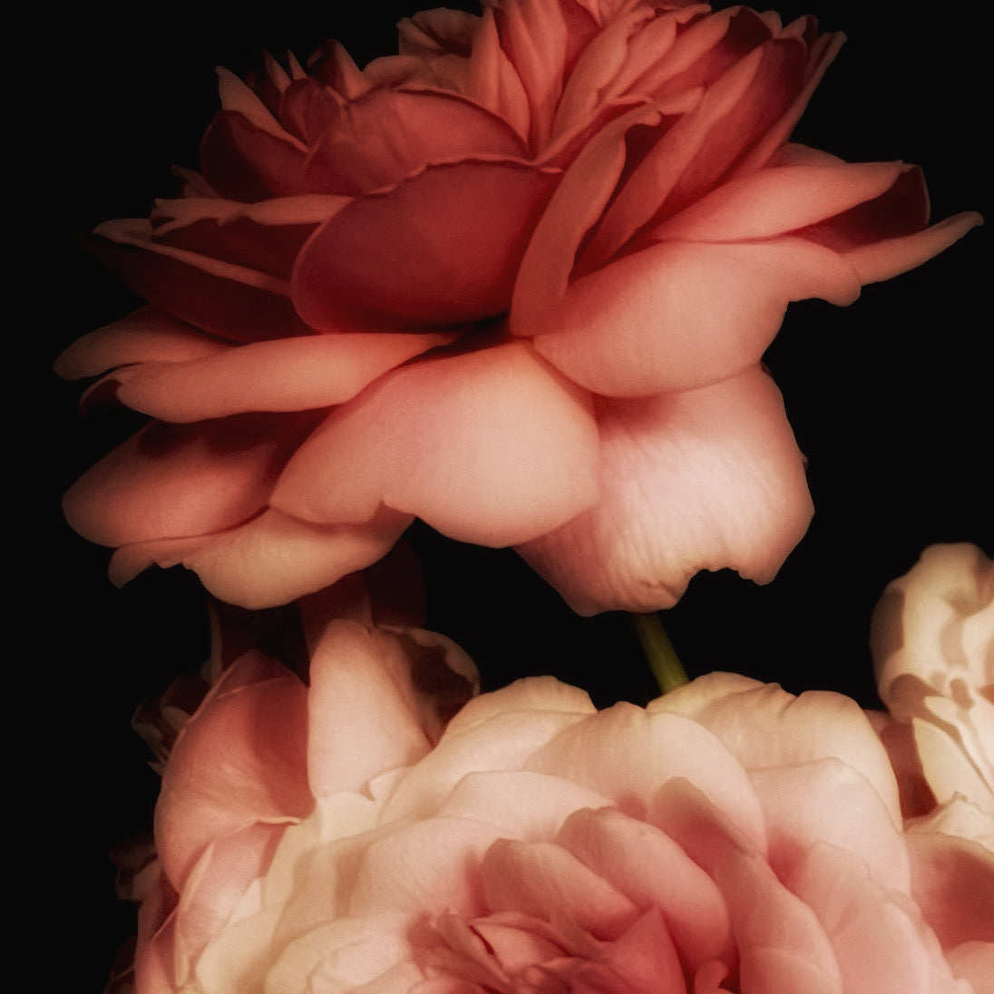 Study 1 of Princess Alexandra of Kent