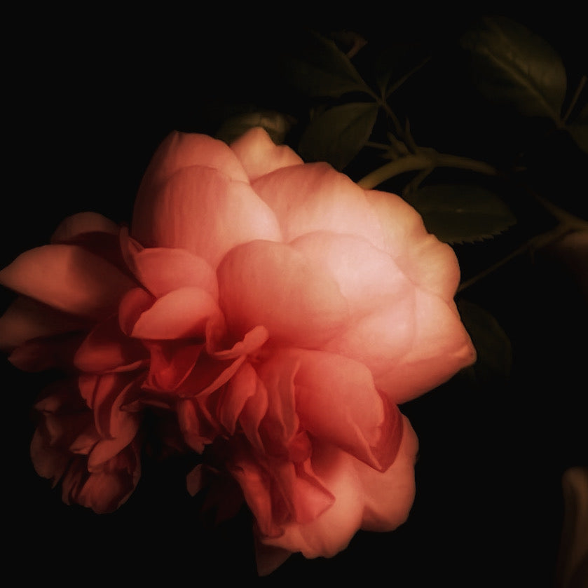 Study 2 of Princess of Alexandra of Kent