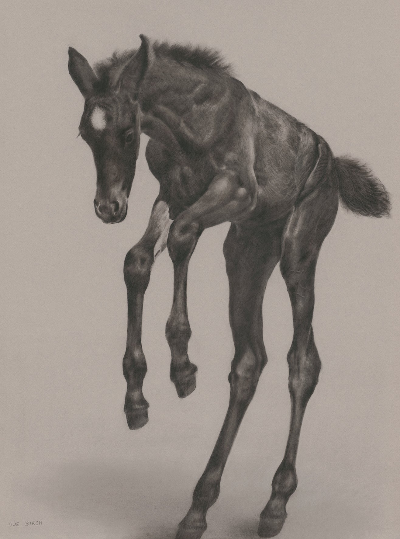 Foal [Drawing & Prints]