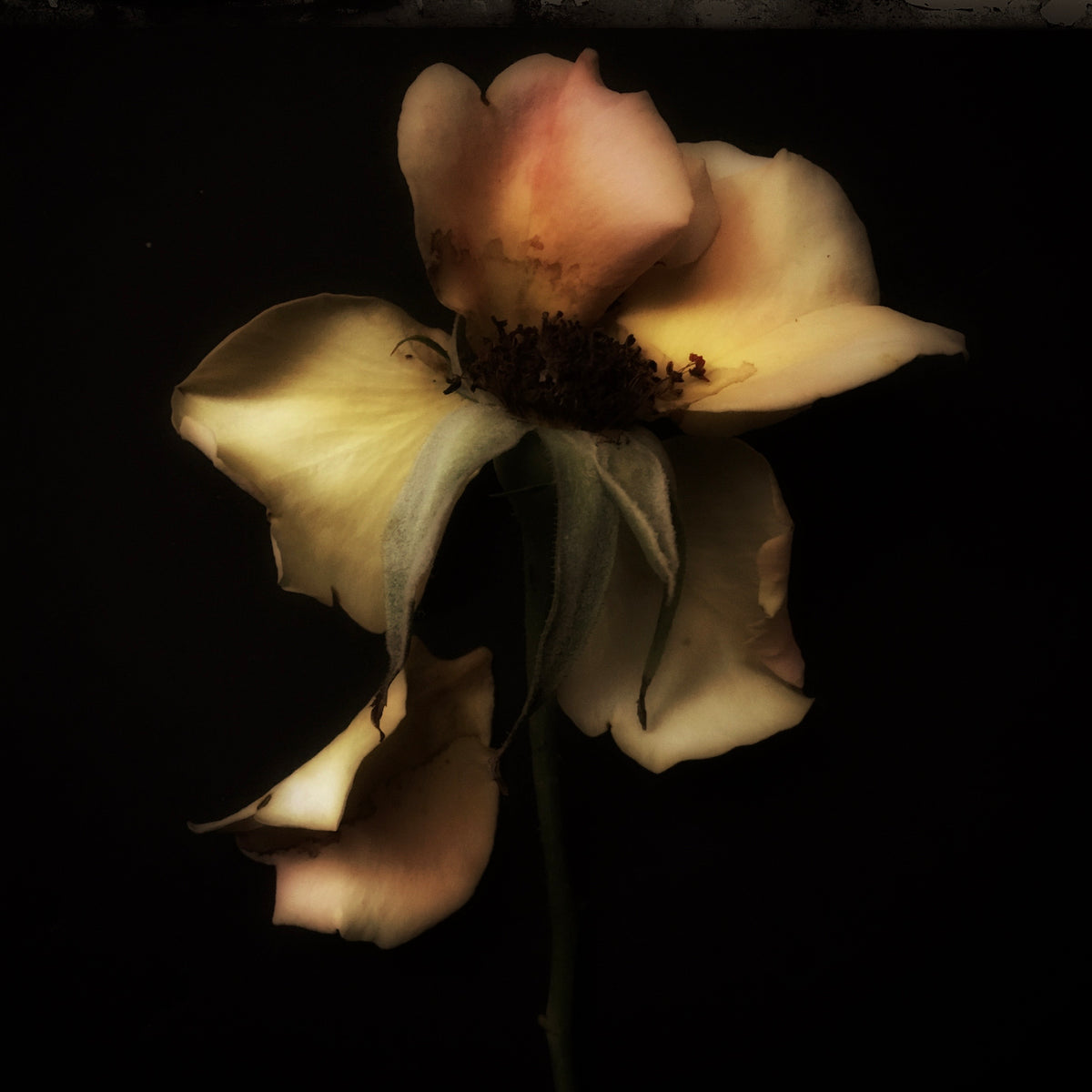 Until the last petal falls summer will linger
